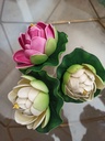 Nénuphar PM