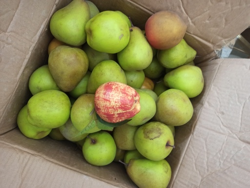 [ALL-0211] Pomme artificiel